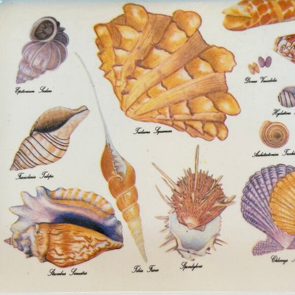 Vintage 1986 Melamine Sea Shell Trays 7"X5.5", Set of 2 - Picture 3 of 8